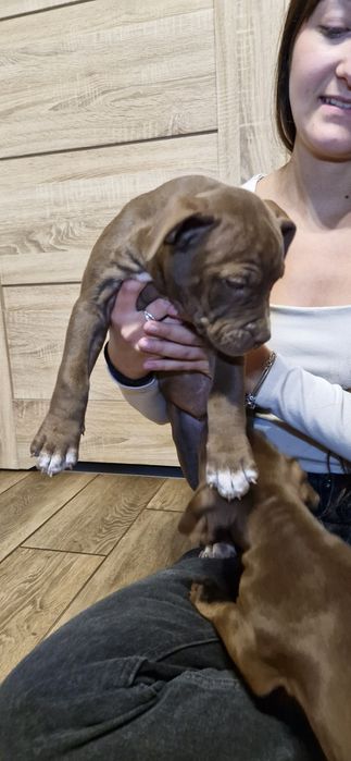 Pilnie szuka nowego domu American Pit Bull Terrier Brązowy