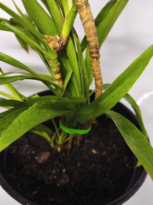 Юкка на обмін, доволі велика