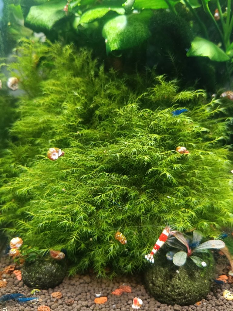 Mech do akwarium Fissidens Fontanus