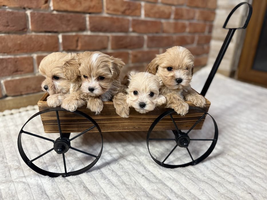 Maltipoo szczeniak z rodowodem