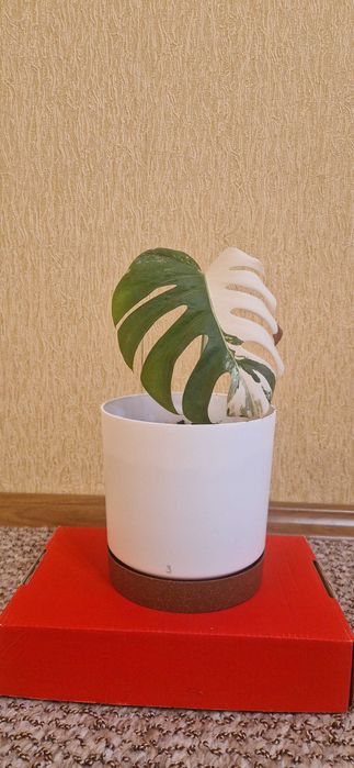 Рослина Вазон Монстера Альба варієгатна ( альбіно ).Ціна з горщиком