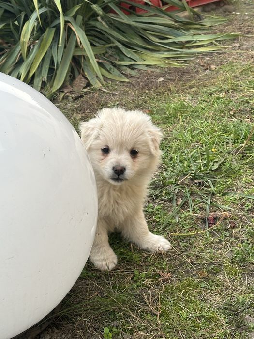 Śliczne białe szczeniaki