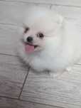 Pomeranian piesek, rodzice FCI