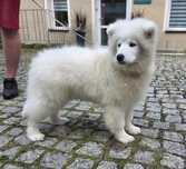 Samoyed suczka rodowod ZKwP