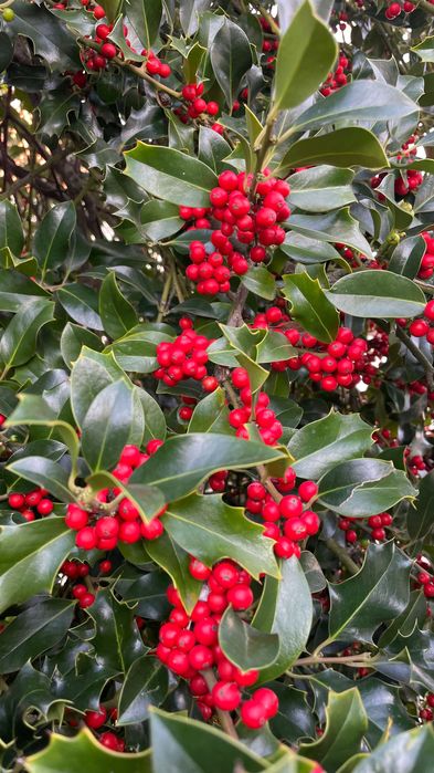 Ramos de Azevinho com Bagas – Ideais para Decorações de Natal