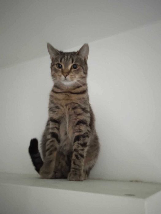 Lucynka szuka ciepłego domu po trudnym starcie – podaruj jej miłość