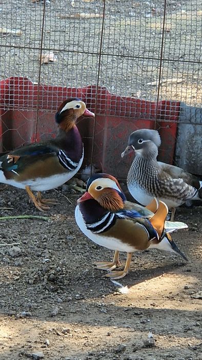 Patos mandarim novos