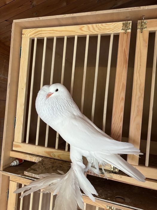 Garłacz, garłacze pomorskie