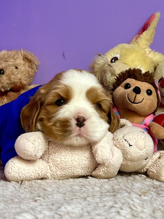 Щенки Кавалерчики)) Собака -компаньон.