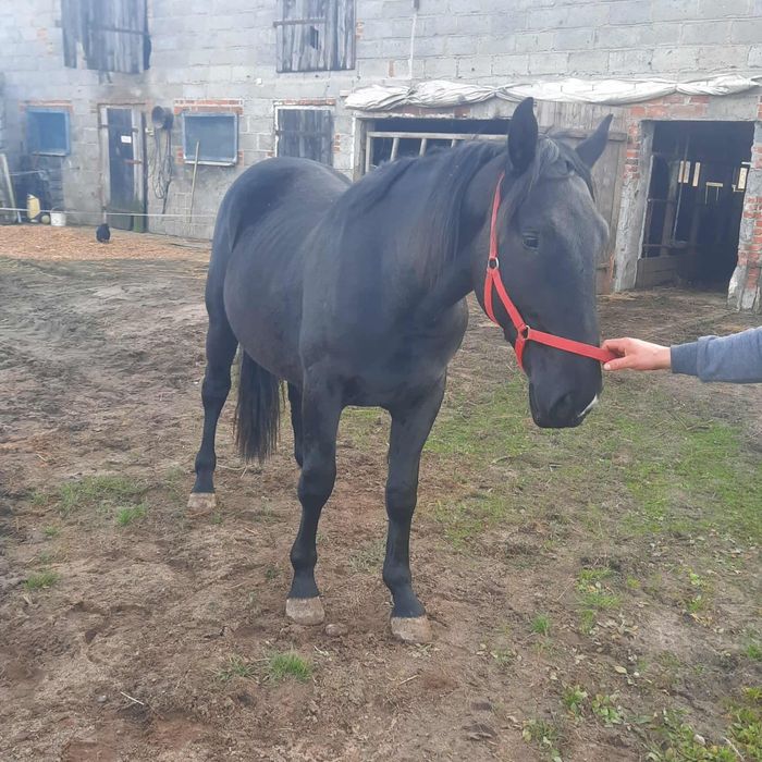 Koń ogier wielkopolski