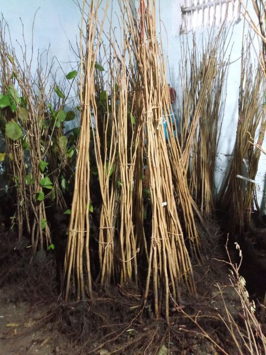 Саджанці відводків фундука / Саженцы фундука (отводки) с питомника.