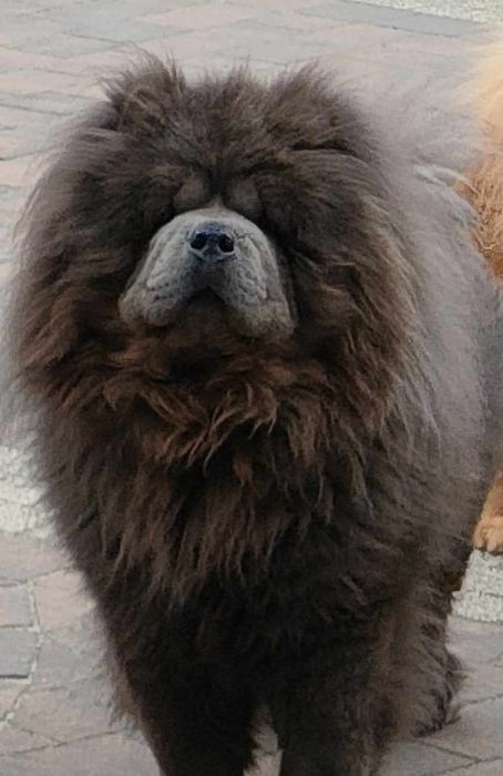 Chow chow reproduktor