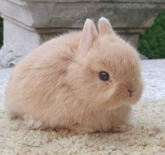Coelhos anões desparasitados