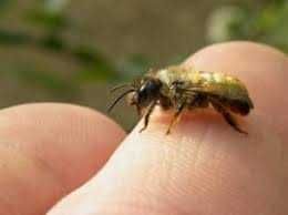 Pszczoła Murarka ogrodowa kokony