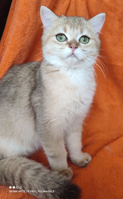 Британський золотий котик