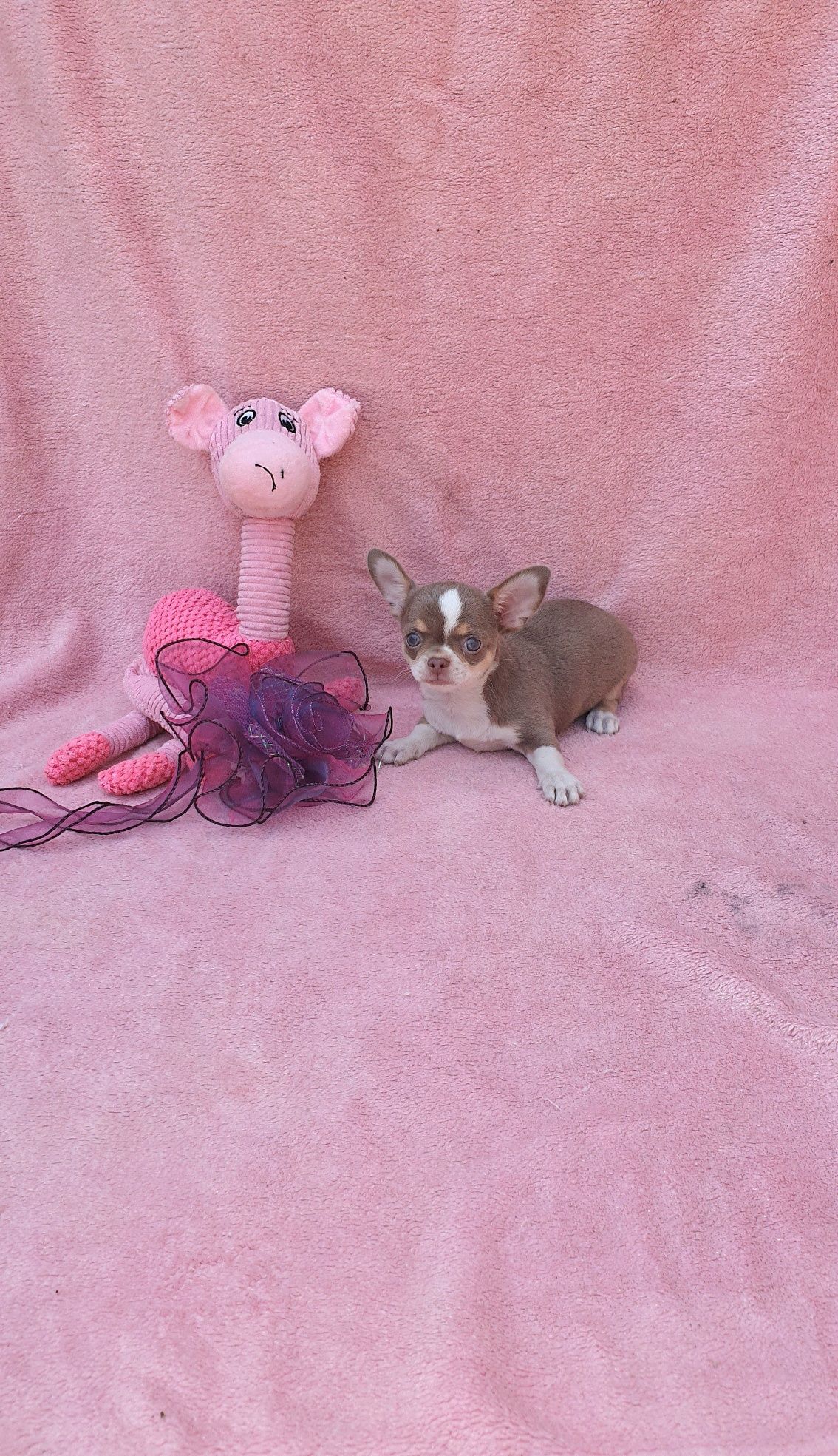 Chihuahua  fêmea mini
