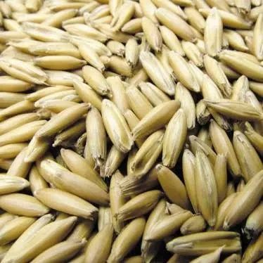 Продам овес  фуражний .