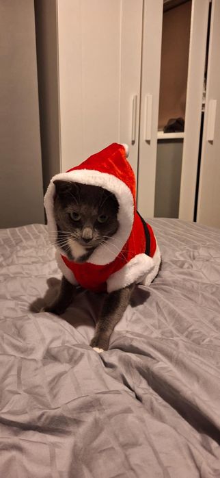 Бесплатно Помогу найти вам котика