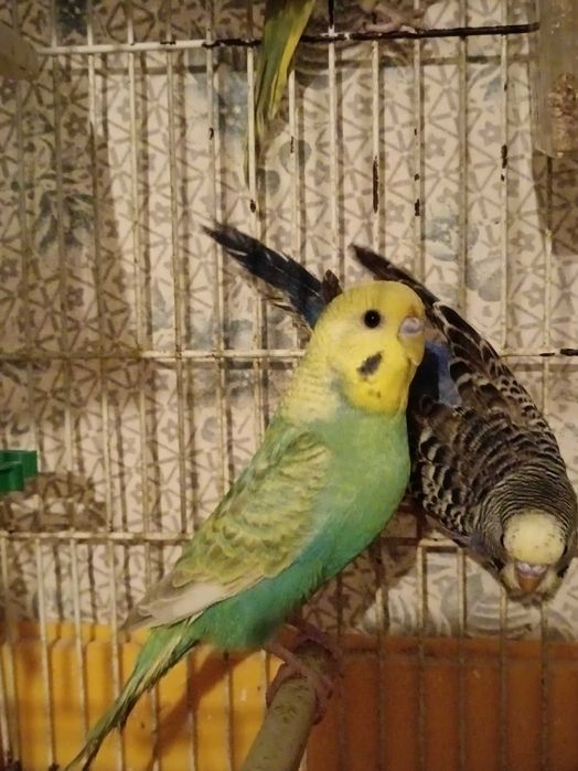 Piriquitos machos e fêmeas