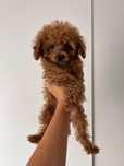 Mini  xxs maltipoo f1b chłopiec