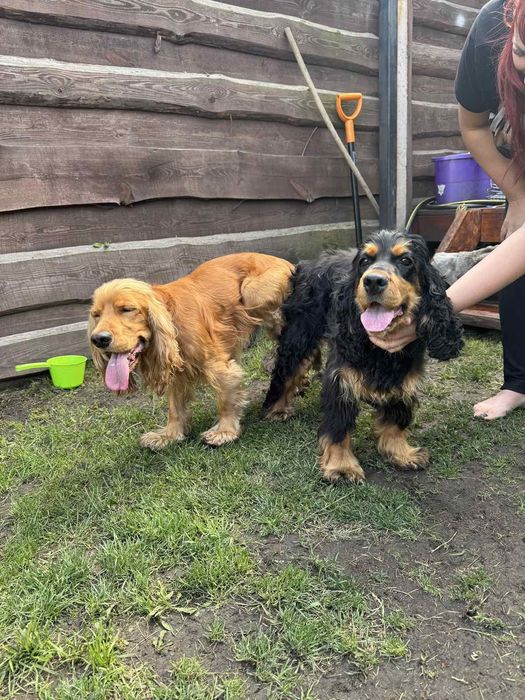 Вязка. Английски кокер-спаниель