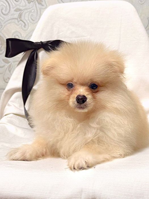 Лагідна чарівні міні  шпіцулі