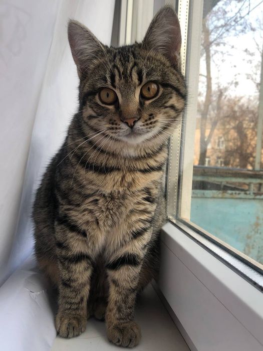 Котик в добрые руки