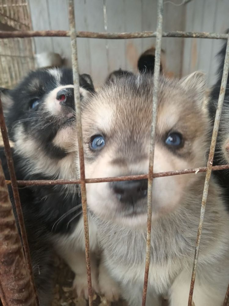 Продам цуценят сибірської лайки