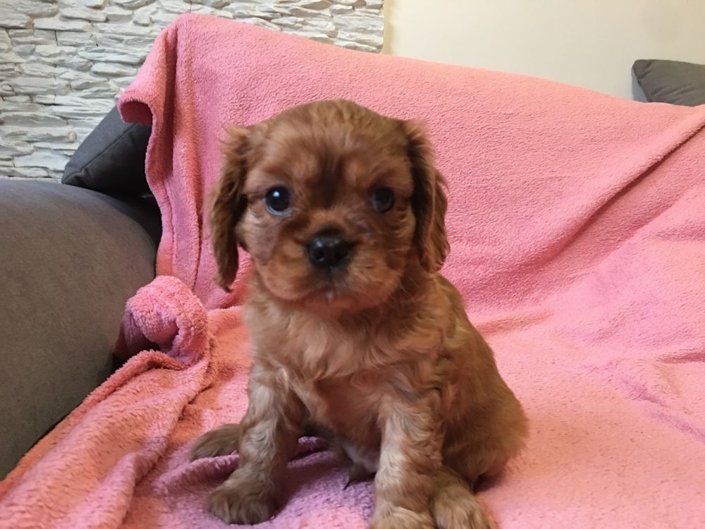 Cavalier King Charles Spaniel