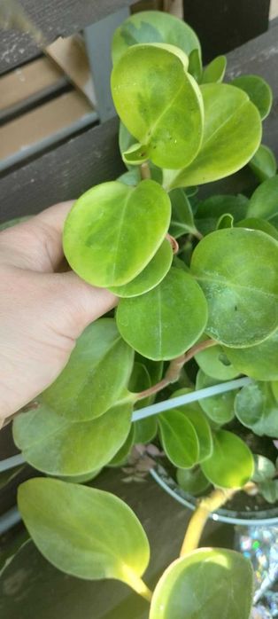 peperomia obtusifolia-szczepki lub całość