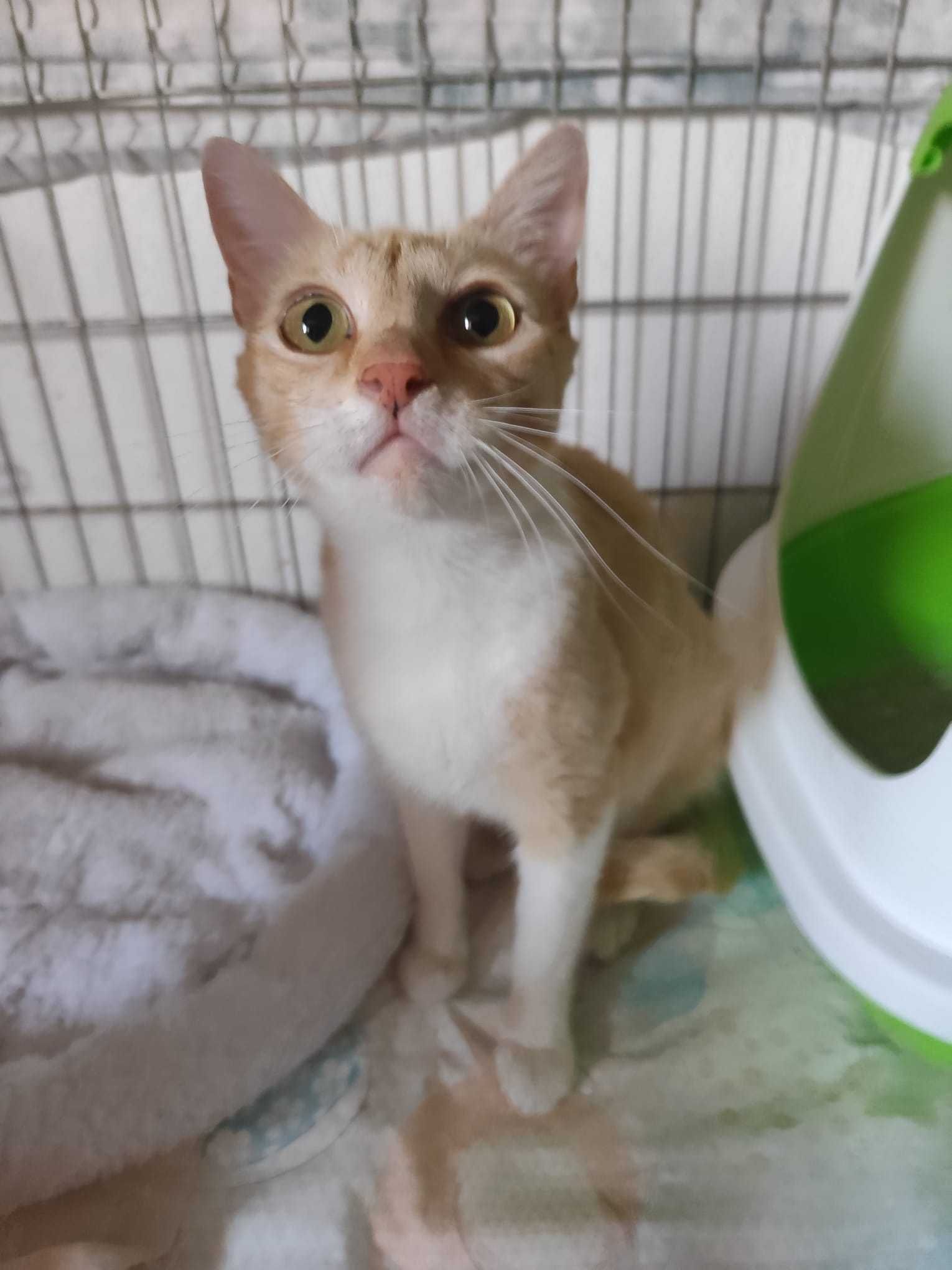 Gatinha para adoção consciemte