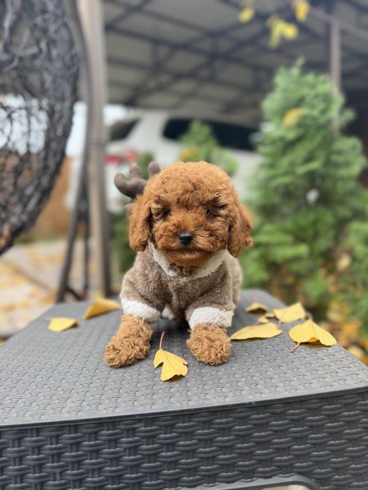 Мальтіпу дівчинки мальтипу