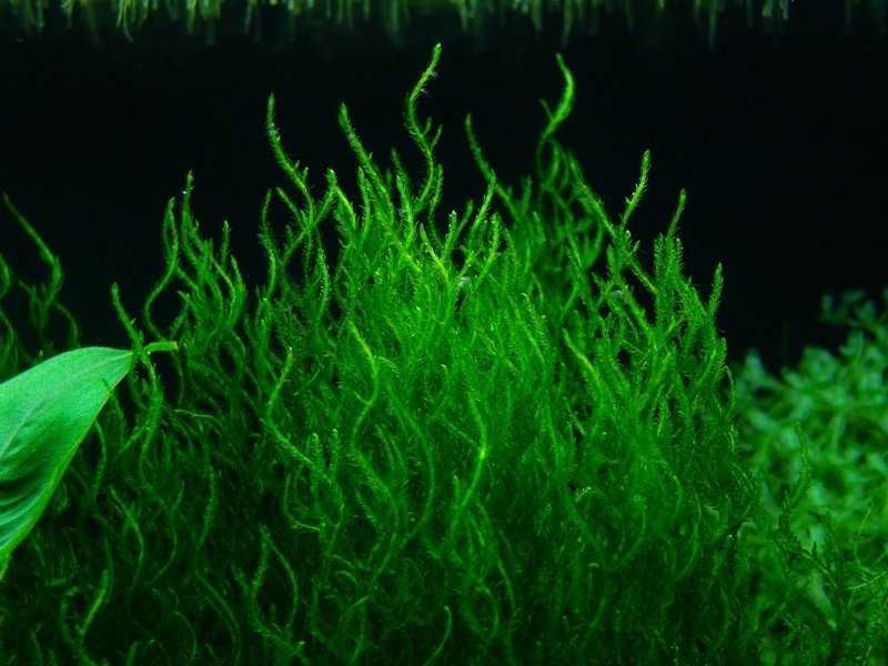 Mech Flame Moss Taxiphyllum sp. Tropica płonący Duże opakowanie WAW