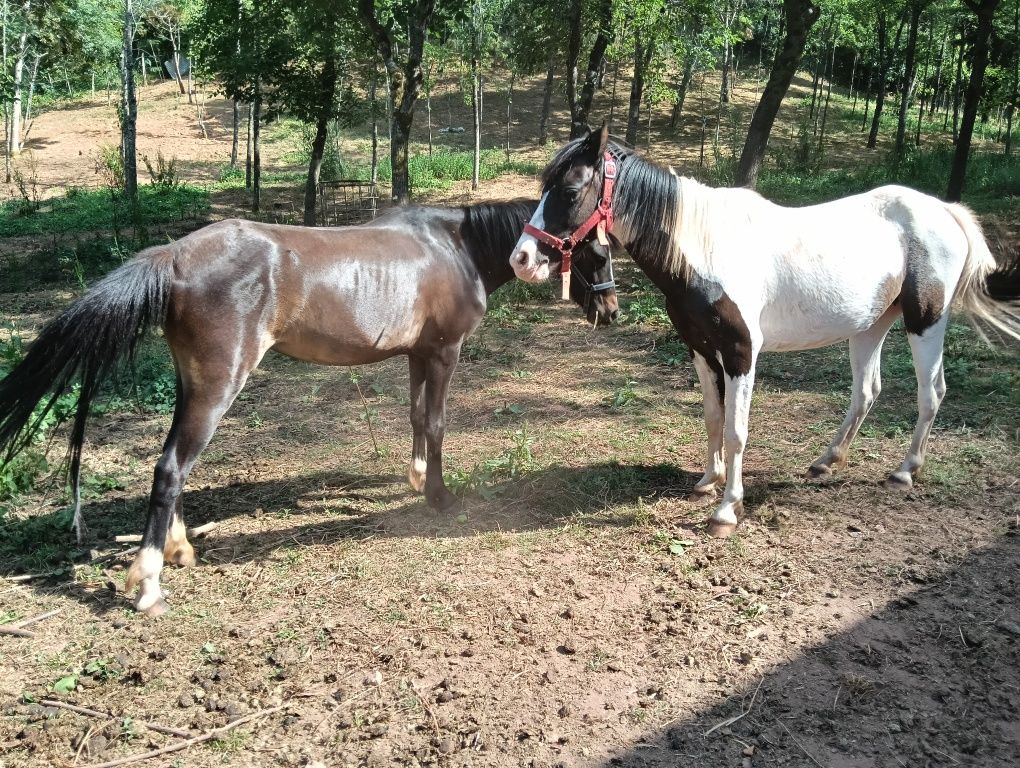Pônei Holandesa Fêmea