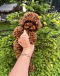 Китай ред браун той пудель Teddy девчуля