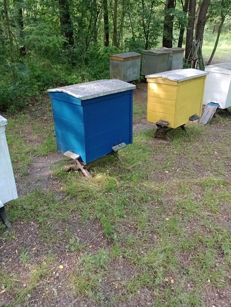 Pszczoły, rodziny 2 gniazdowe z ulem