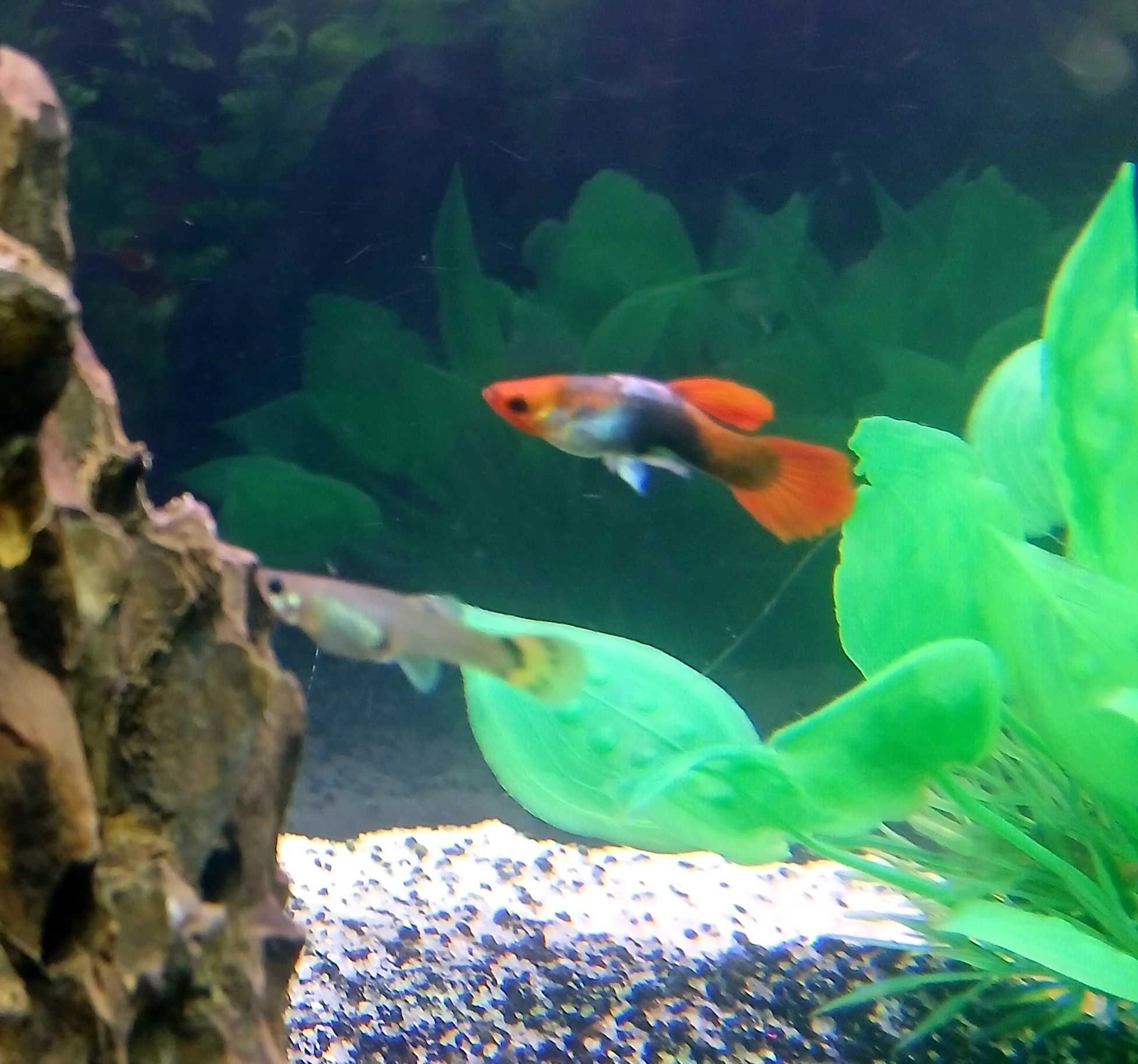 Peixes Guppy'S, Molly'S e Platy'S