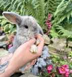 Mini Lop Króliki Miniaturowe Baranki