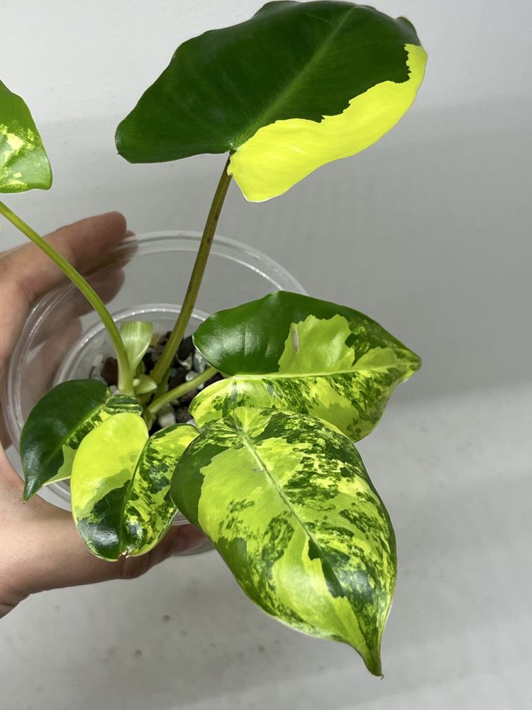 PHILODENDRON BURLE MARX VARIEGATA syngonium epipremnum monstera hoya