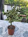 Ficus, fikus fikusy sweetheart, barok, starlight