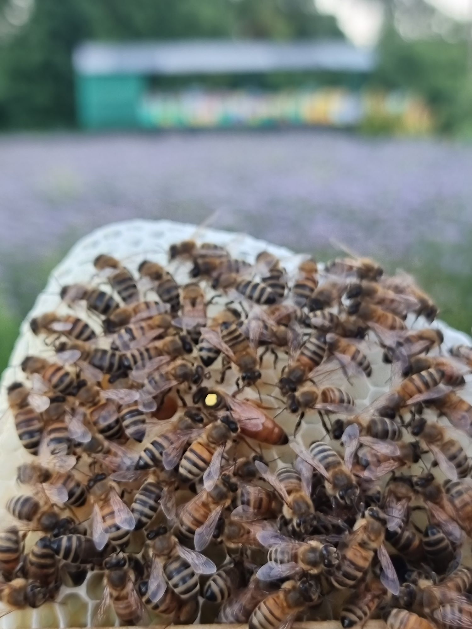Чістопробні бджоломатки з Німеччіни