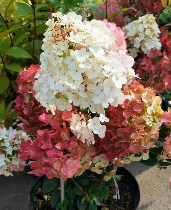 Гортензия-60грн.