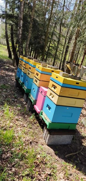 Rodziny pszczele (dadant, wielkopolska i warszawska poszerzana)