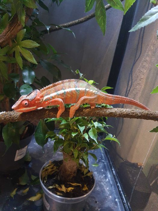 kameleon ambilobe lamparci