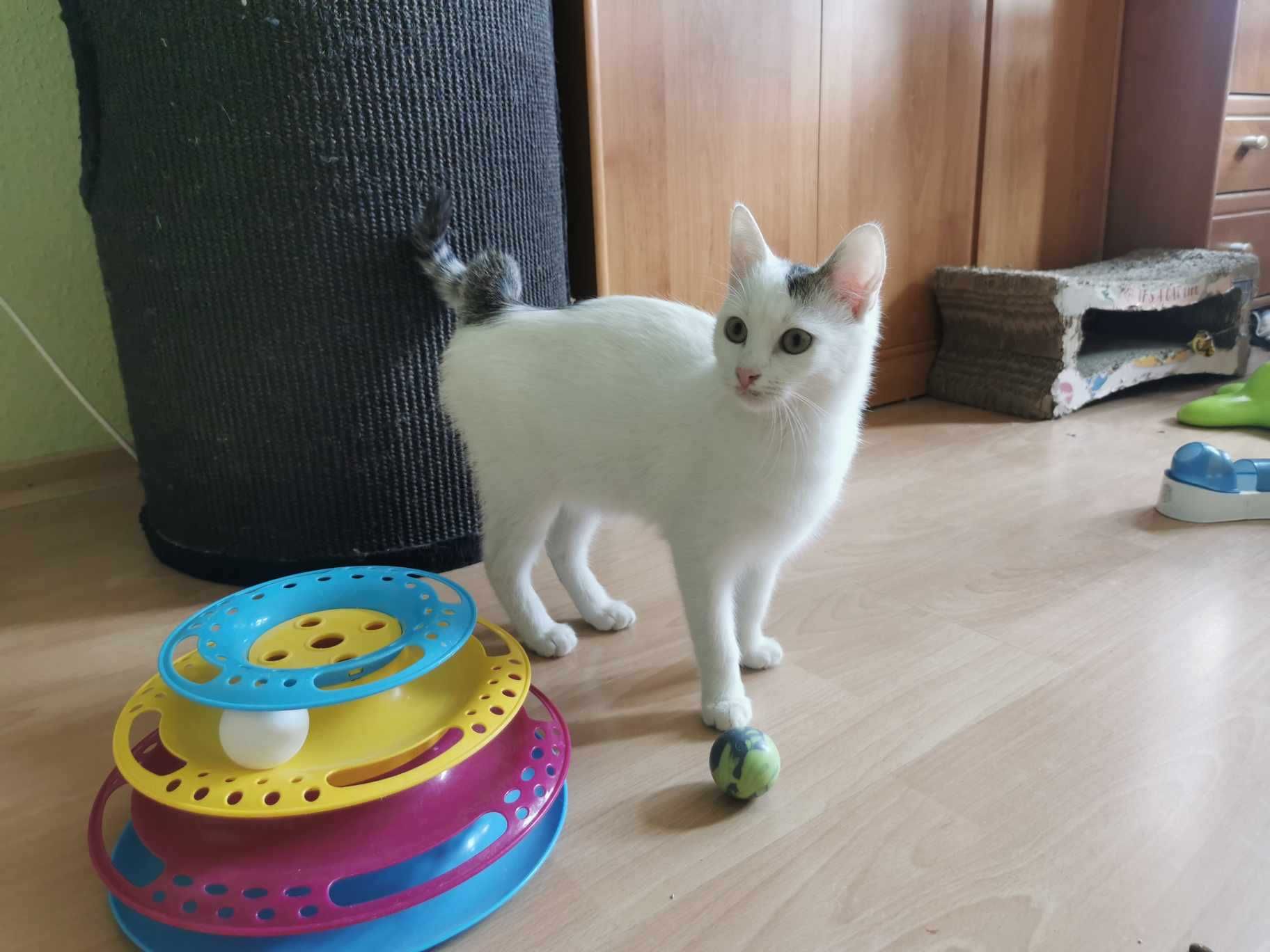 Uroczy kociak Wafelek