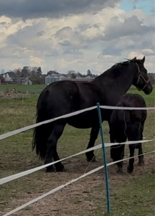 Klacz zimnokrwista kara 4 lata licencja
