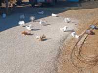 Vendo pombos rabo de leque brancos