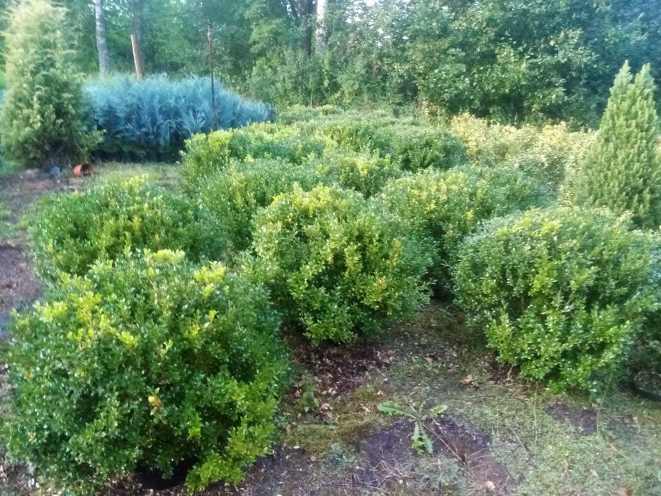 Bukszpan zimozielony, formowany. Średnica 60 cm - 30szt.