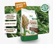 Sorgo KARIM Kiszonkarskie sorgo, nowsza odmiana nutrihoney, sorgo 12,5