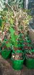 Plantas de kiwi mini